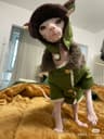 楼楼