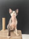 沐希德文猫