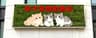 宠物猫没删的都在
