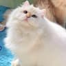 红猫儿