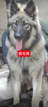 狼族AAA