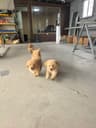 胖虎犬舍