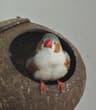 一堆小鸡毛