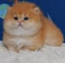 招财猫