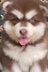 如意阿拉斯加犬业