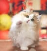 北臻喵韵宠物经营中心