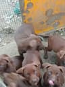 聚鑫犬业