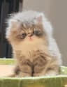 壬沐猫舍