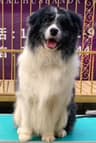 琳琅满牧犬舍(鲁s）