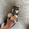阳光狗狗
