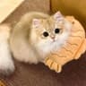 猫屿晚风