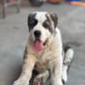 猛犬基地
