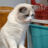 红猫儿