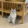 家庭繁育缅因猫