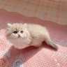张张的猫