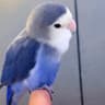 奶龙特色牡丹鹦鹉