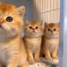 深圳卖宠物猫