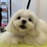 合肥家养小马