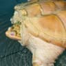 米叔龟宠