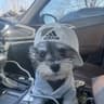 清水犬业