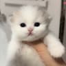 李炸炸的猫