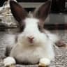 蝈蝈家的兔🐰