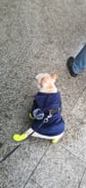 猫狗双全的小胖