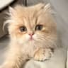 喵宝莉猫舍