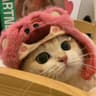 柒喜猫舍