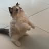 红猫儿