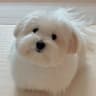 上海棉花面纱犬