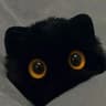 星星⭐家的猫