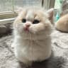 66家的小猫