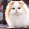 米努特加白拿破仑猫舍