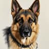 山友德国牧养犬养殖基地(全国发货)