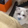 红猫儿